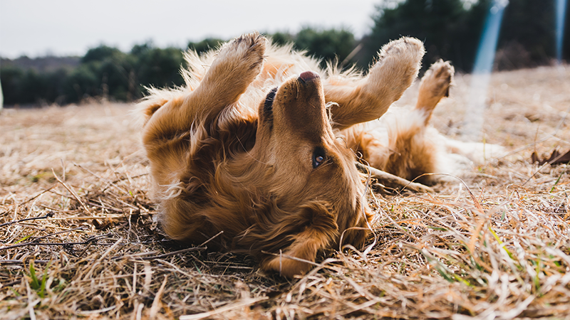 How Much Exercise Does My Dog Need Each Day